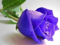 Blue Roses Puzzle Game