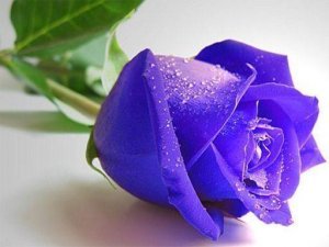 Blue Roses Puzzle Online Game